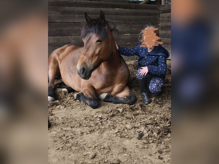 More ponies/small horses Mix Mare 9 years 13.1 hh Brown in Büren