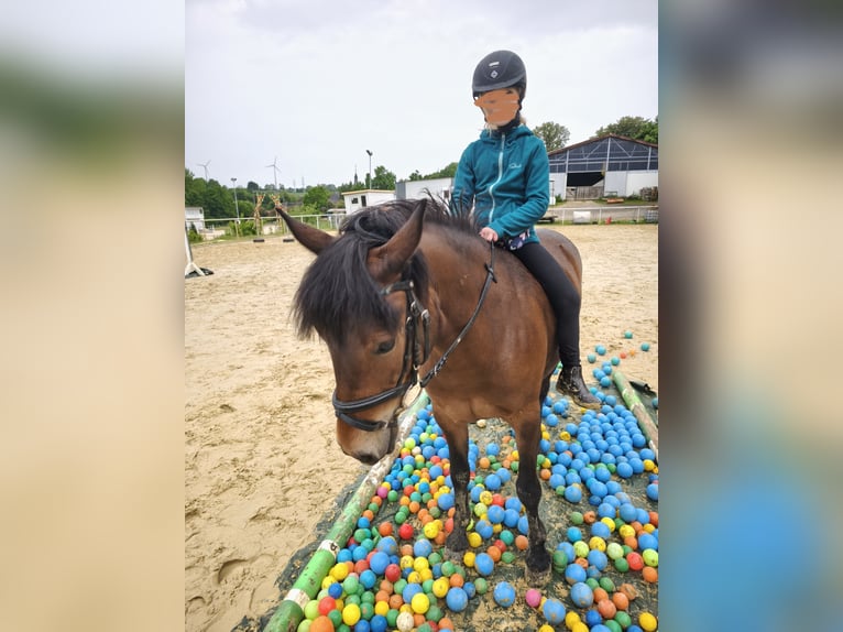 More ponies/small horses Mix Mare 9 years 13.1 hh Brown in Büren