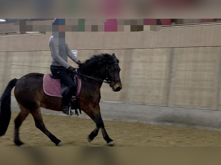 More ponies/small horses Mix Mare 9 years 13,1 hh Brown in Büren