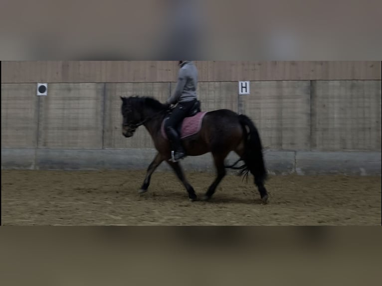 More ponies/small horses Mix Mare 9 years 13,1 hh Brown in Büren