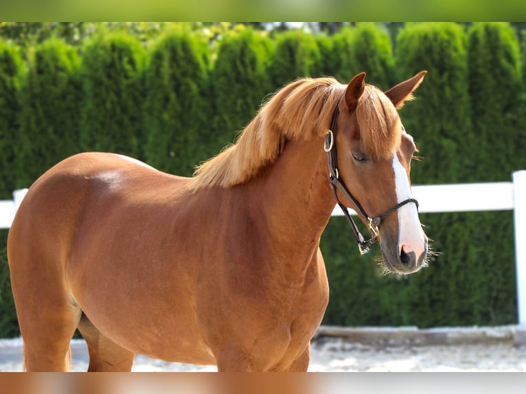 More ponies/small horses Mare 9 years 13,1 hh Chestnut-Red in Schw&#xE4;bisch Hall