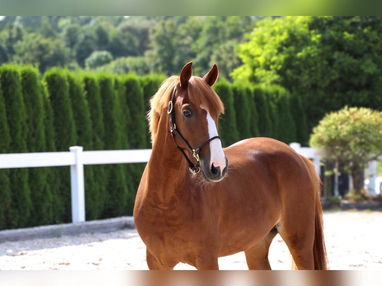 More ponies/small horses Mare 9 years 13,1 hh Chestnut-Red in Schw&#xE4;bisch Hall
