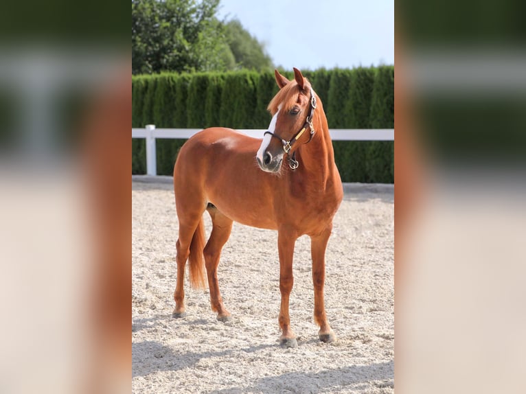More ponies/small horses Mare 9 years 13,1 hh Chestnut-Red in Schw&#xE4;bisch Hall