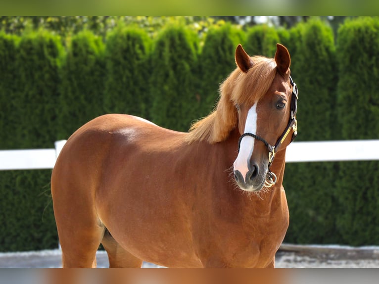 More ponies/small horses Mare 9 years 13,1 hh Chestnut-Red in Schw&#xE4;bisch Hall