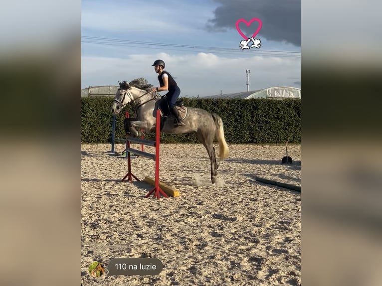 More ponies/small horses Mare 9 years 14.1 hh Grey in Legionowo