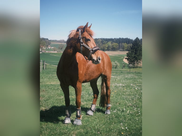 More ponies/small horses Mare 9 years 14.2 hh Chestnut-Red in Altomünster