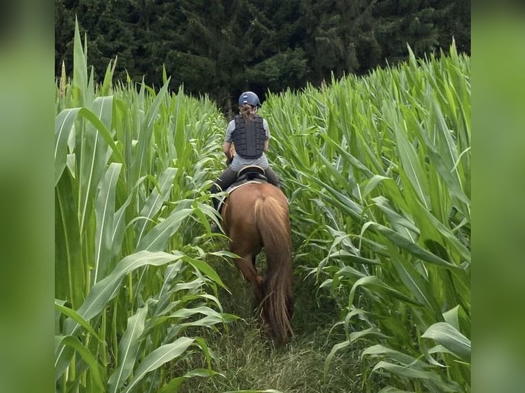 More ponies/small horses Mare 9 years 14.2 hh Chestnut-Red in Altomünster