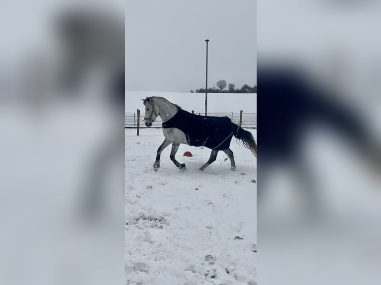 More ponies/small horses Mare 9 years 14.2 hh Grey in Gieboldehausen
