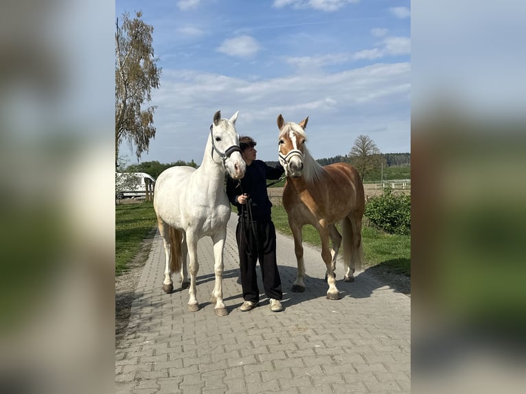 More ponies/small horses Mix Mare 9 years 14 hh Grey in Erharting
