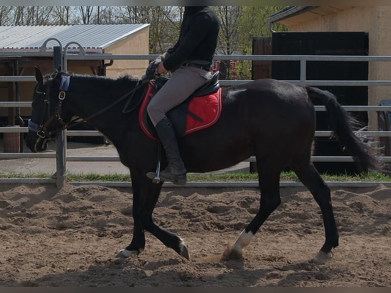More ponies/small horses Mare 9 years 14,1 hh Black in Buttstädt