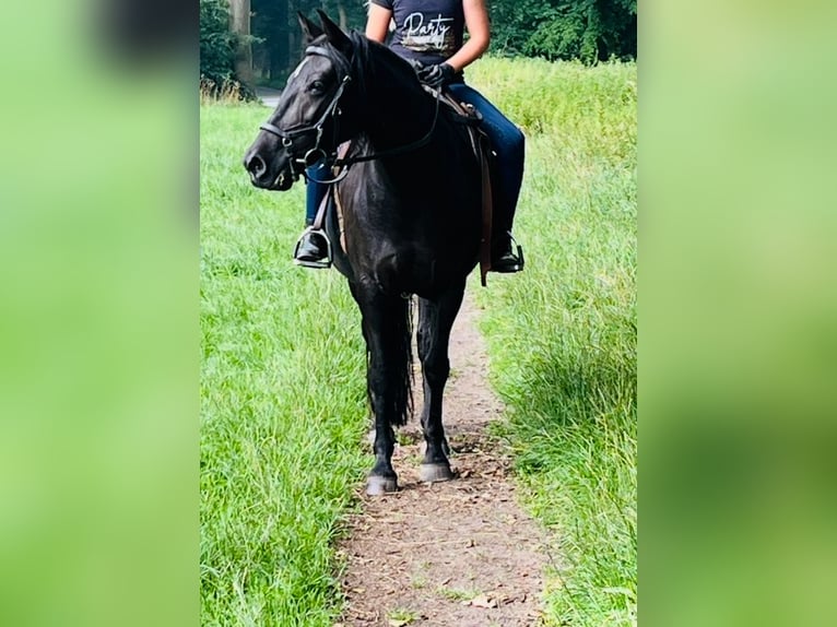 More ponies/small horses Mare 9 years 14,1 hh Black in Wiefelstede More ponies/small horses Mare 9 years 14,1 hh Black in Wiefelstede