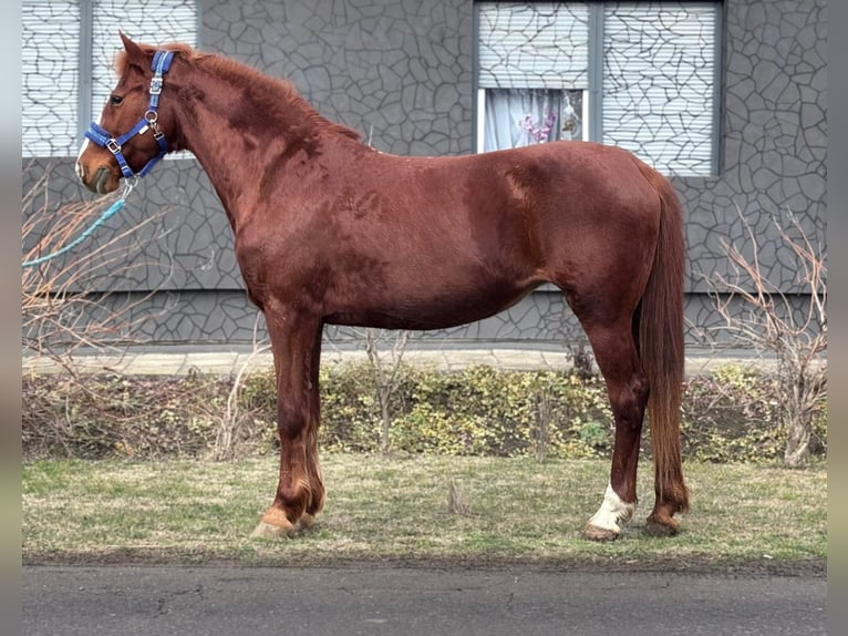 More ponies/small horses Mare 9 years 14,1 hh Chestnut-Red in bekes