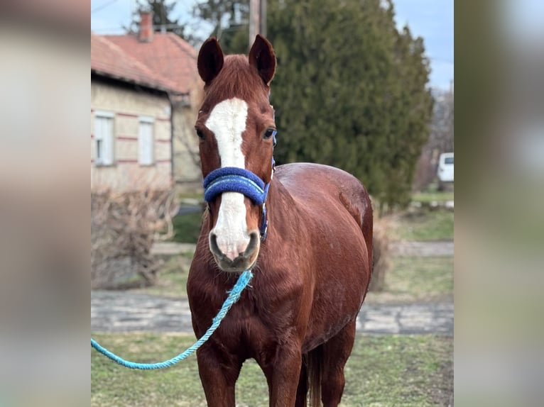 More ponies/small horses Mare 9 years 14,1 hh Chestnut-Red in bekes