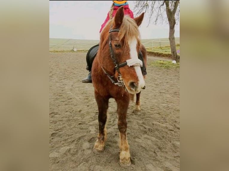 More ponies/small horses Mare 9 years 14,1 hh Chestnut-Red in Klipphausen
