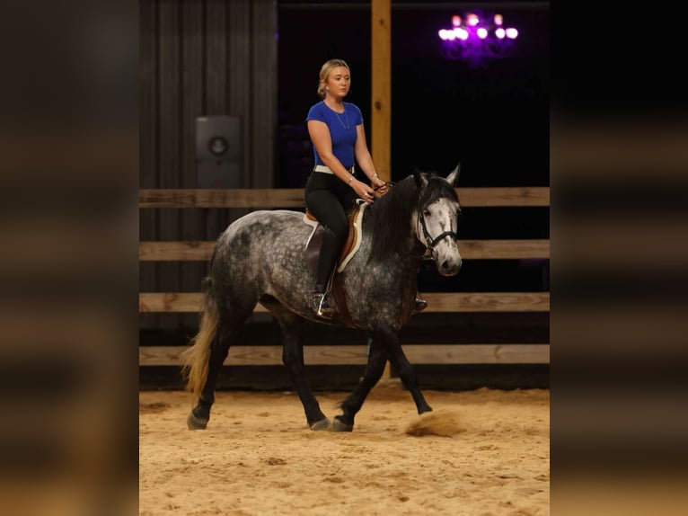 More ponies/small horses Mare 9 years 14,1 hh Grey in Quitman