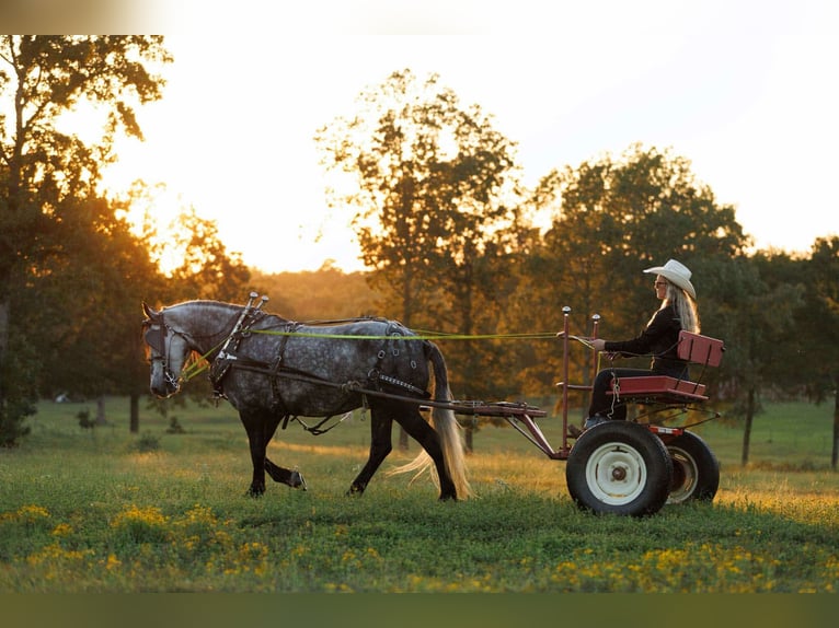 More ponies/small horses Mare 9 years 14,1 hh Grey in Quitman