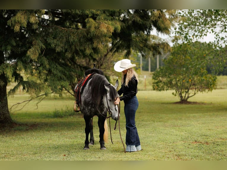 More ponies/small horses Mare 9 years 14,1 hh Grey in Quitman