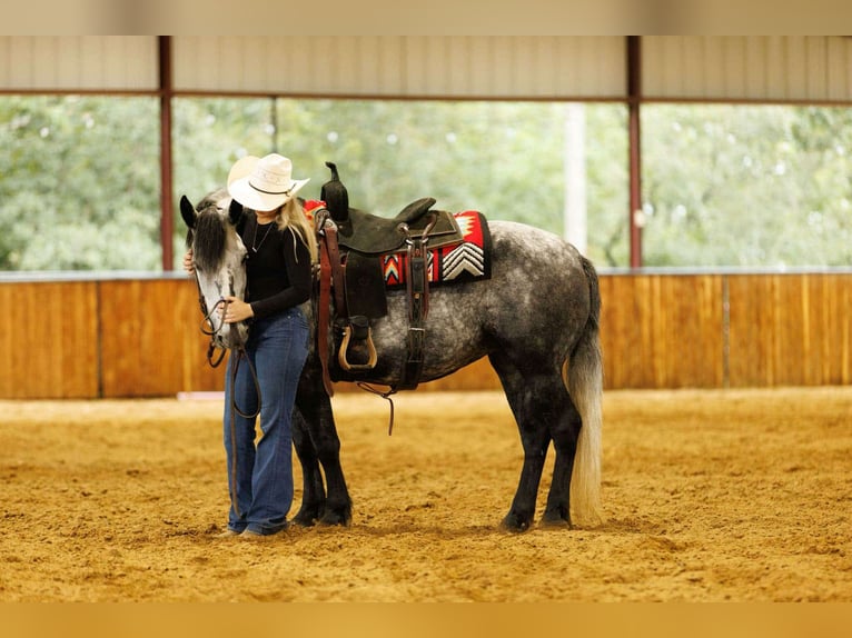 More ponies/small horses Mare 9 years 14,1 hh Grey in Quitman