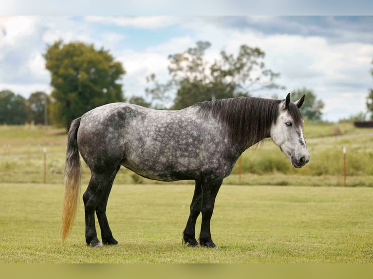 More ponies/small horses Mare 9 years 14,1 hh Grey in Quitman