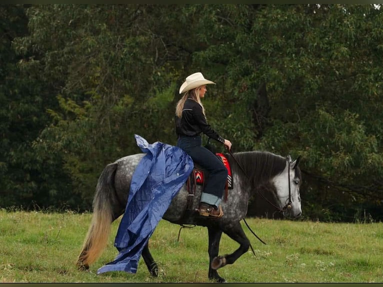 More ponies/small horses Mare 9 years 14,1 hh Grey in Quitman