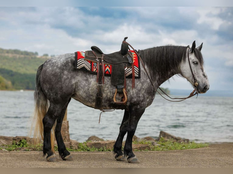 More ponies/small horses Mare 9 years 14,1 hh Grey in Quitman