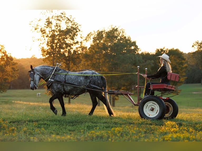 More ponies/small horses Mare 9 years 14,1 hh Grey in Quitman