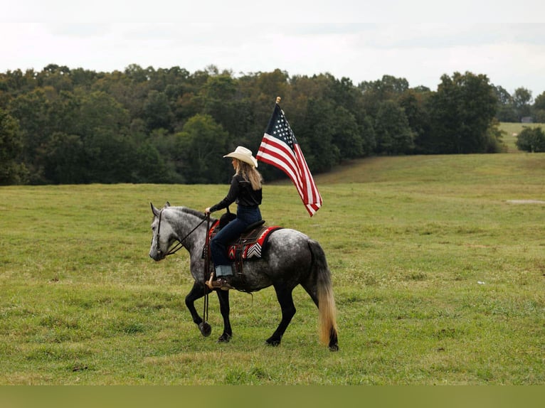More ponies/small horses Mare 9 years 14,1 hh Grey in Quitman