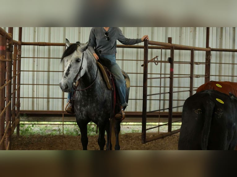 More ponies/small horses Mare 9 years 14,1 hh Grey in Quitman