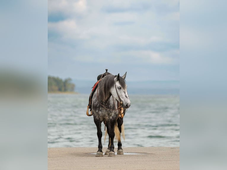 More ponies/small horses Mare 9 years 14,1 hh Grey in Quitman