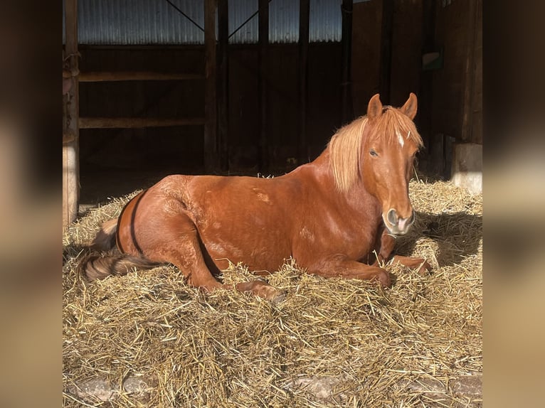 More ponies/small horses Mare 9 years 14,2 hh Chestnut-Red in Altomünster