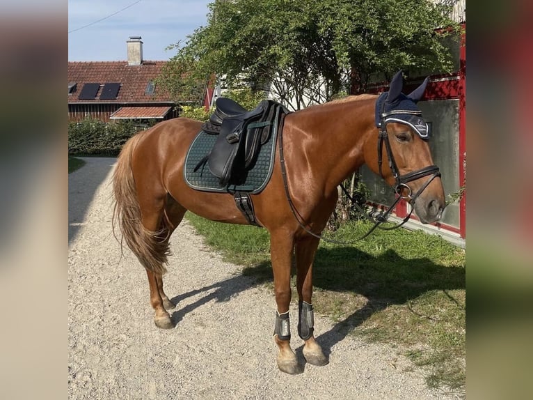 More ponies/small horses Mare 9 years 14,2 hh Chestnut-Red in Altomünster