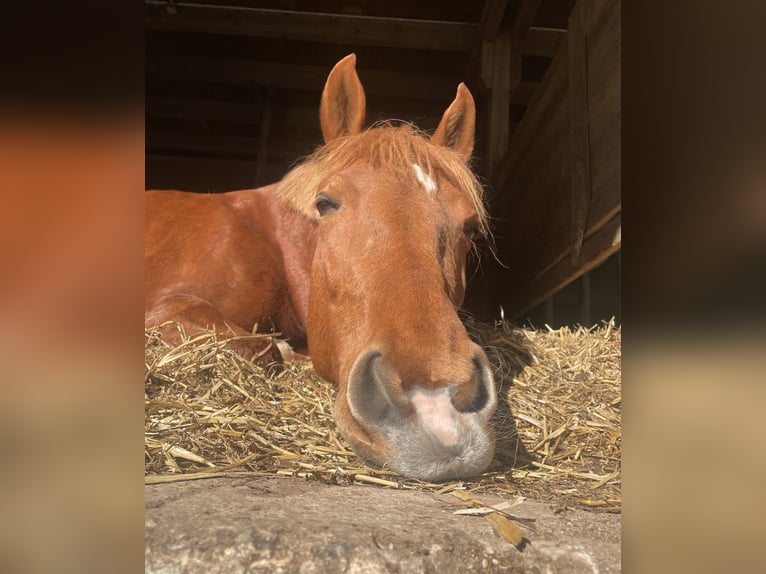 More ponies/small horses Mare 9 years 14,2 hh Chestnut-Red in Altomünster