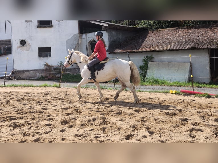 More ponies/small horses Mare 9 years 14,2 hh Cremello in Morsbach