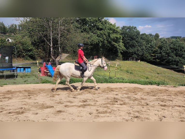 More ponies/small horses Mare 9 years 14,2 hh Cremello in Morsbach