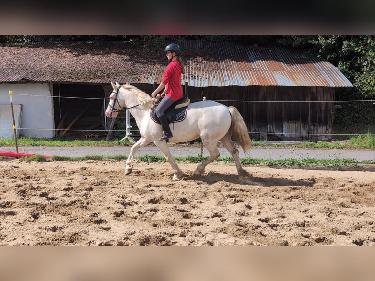 More ponies/small horses Mare 9 years 14,2 hh Cremello in Morsbach