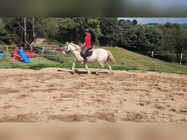 More ponies/small horses Mare 9 years 14,2 hh Cremello in Morsbach