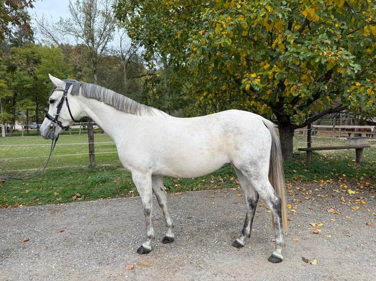 More ponies/small horses Mare 9 years 14,2 hh Grey in Békéscsaba