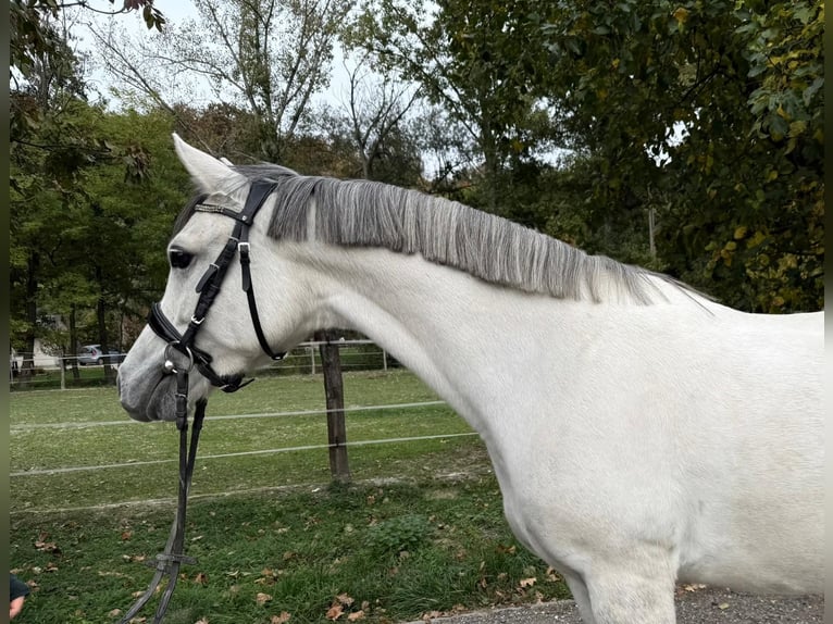 More ponies/small horses Mare 9 years 14,2 hh Grey in Békéscsaba