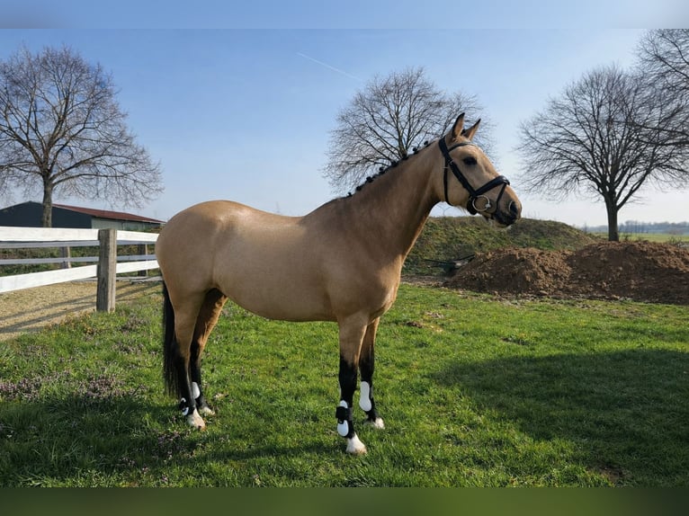 More ponies/small horses Mare 9 years 14,2 hh Palomino in Schwalmtal