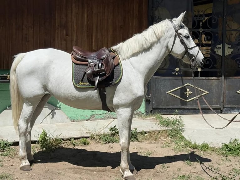 More ponies/small horses Mare 9 years 15 hh Gray in Bocsa