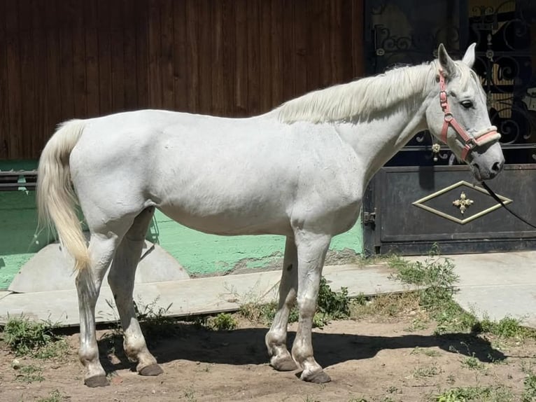 More ponies/small horses Mare 9 years 15 hh Gray in Bocsa
