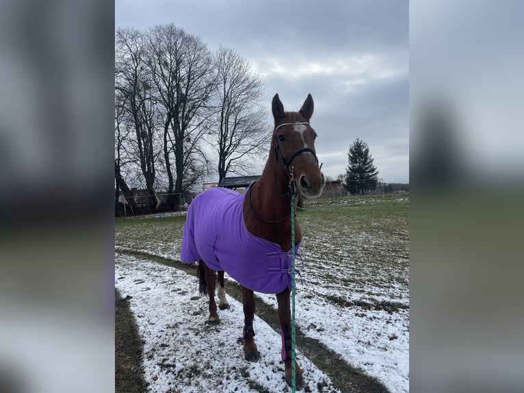 More ponies/small horses Mix Mare 9 years 15,1 hh Chestnut-Red in Jeziorany