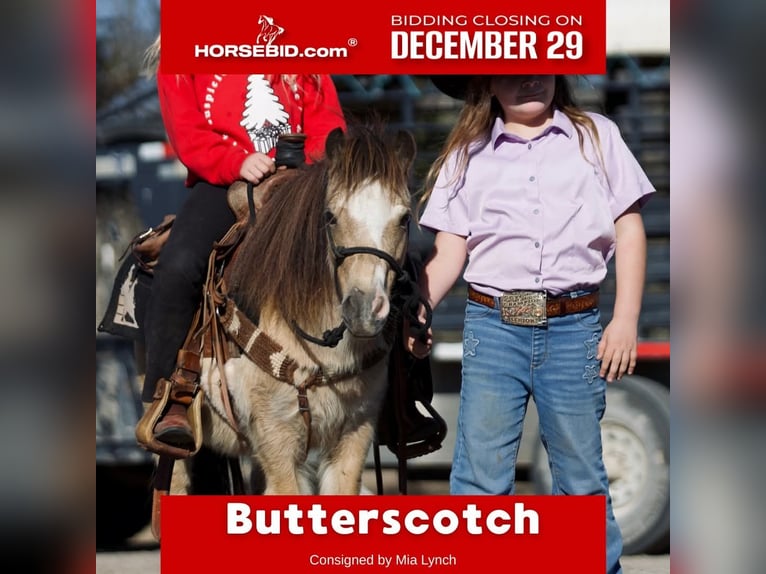 More ponies/small horses Mare 9 years 9,1 hh Buckskin in Graham