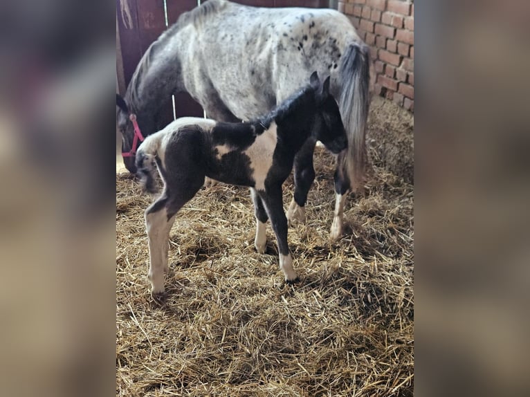 More ponies/small horses Mix Mare Foal (05/2025) 14,1 hh Pinto in P&#xF6;tting