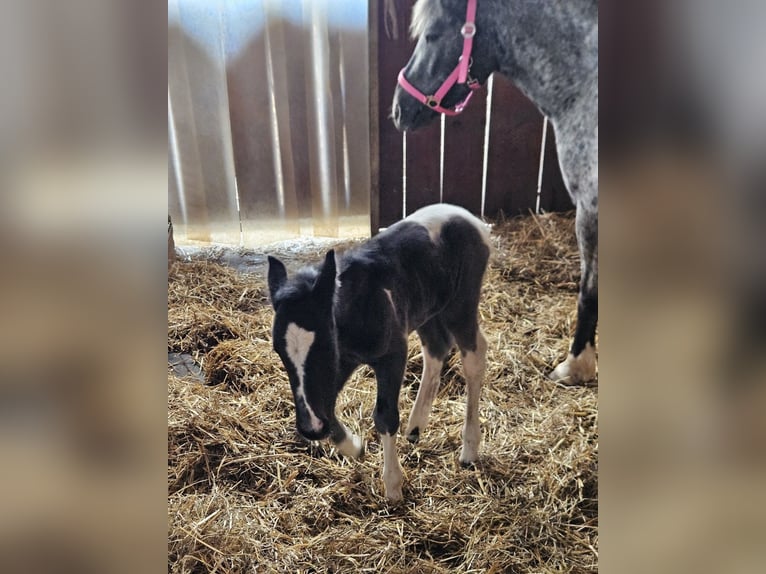 More ponies/small horses Mix Mare Foal (05/2025) 14,1 hh Pinto in P&#xF6;tting