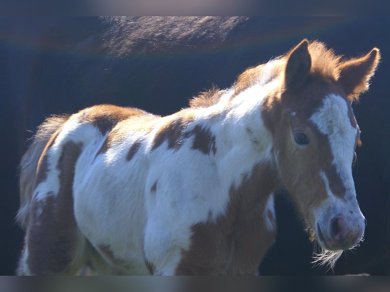 More ponies/small horses Mare Foal (03/2026) 14,3 hh Pinto in Velpke