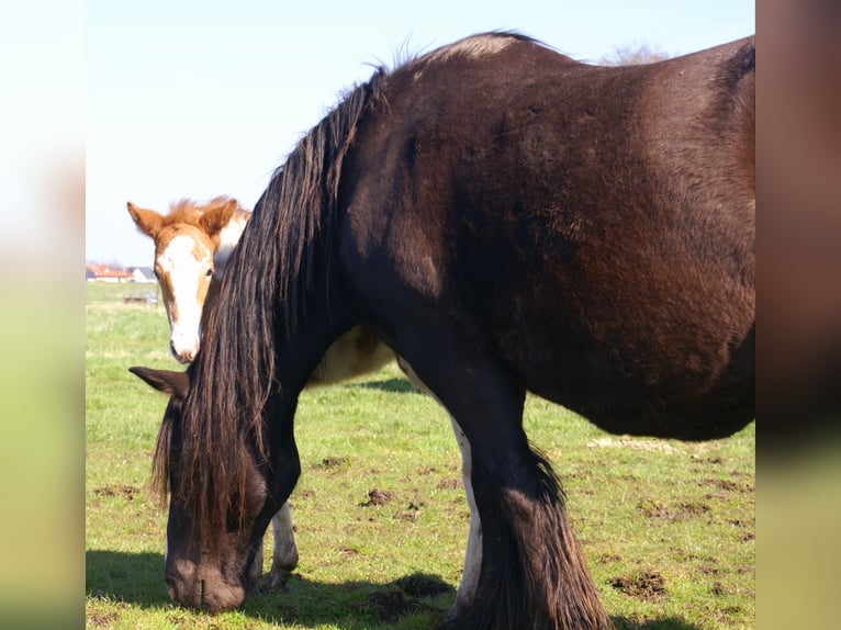 More ponies/small horses Mare Foal (03/2026) 14,3 hh Pinto in Velpke