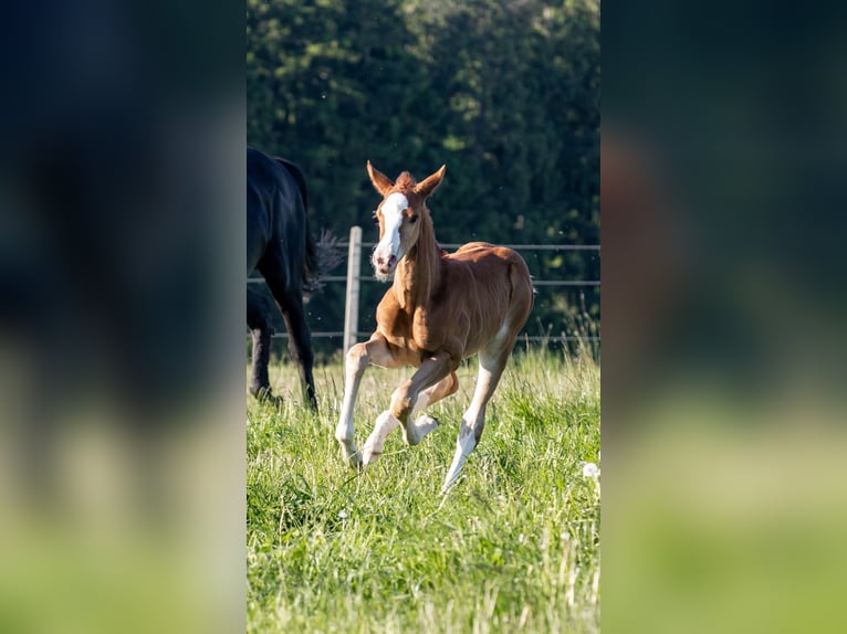 More ponies/small horses Mare  15,3 hh Chestnut-Red in Weistrach