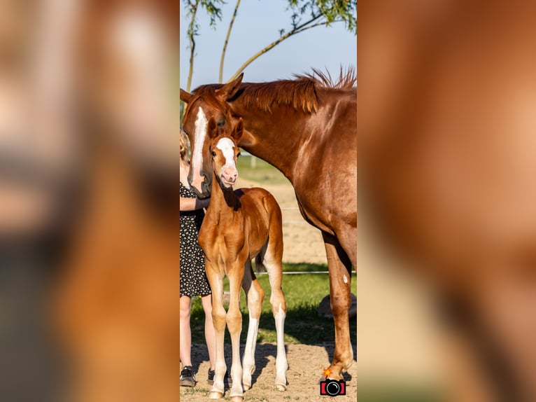 More ponies/small horses Mare  15,3 hh Chestnut-Red in Weistrach