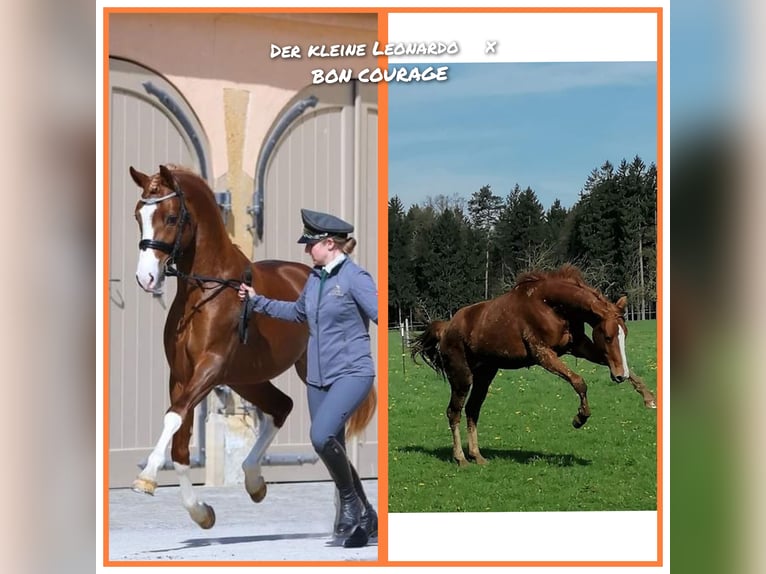 More ponies/small horses Mare  15,3 hh Chestnut-Red in Weistrach